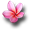 fleur